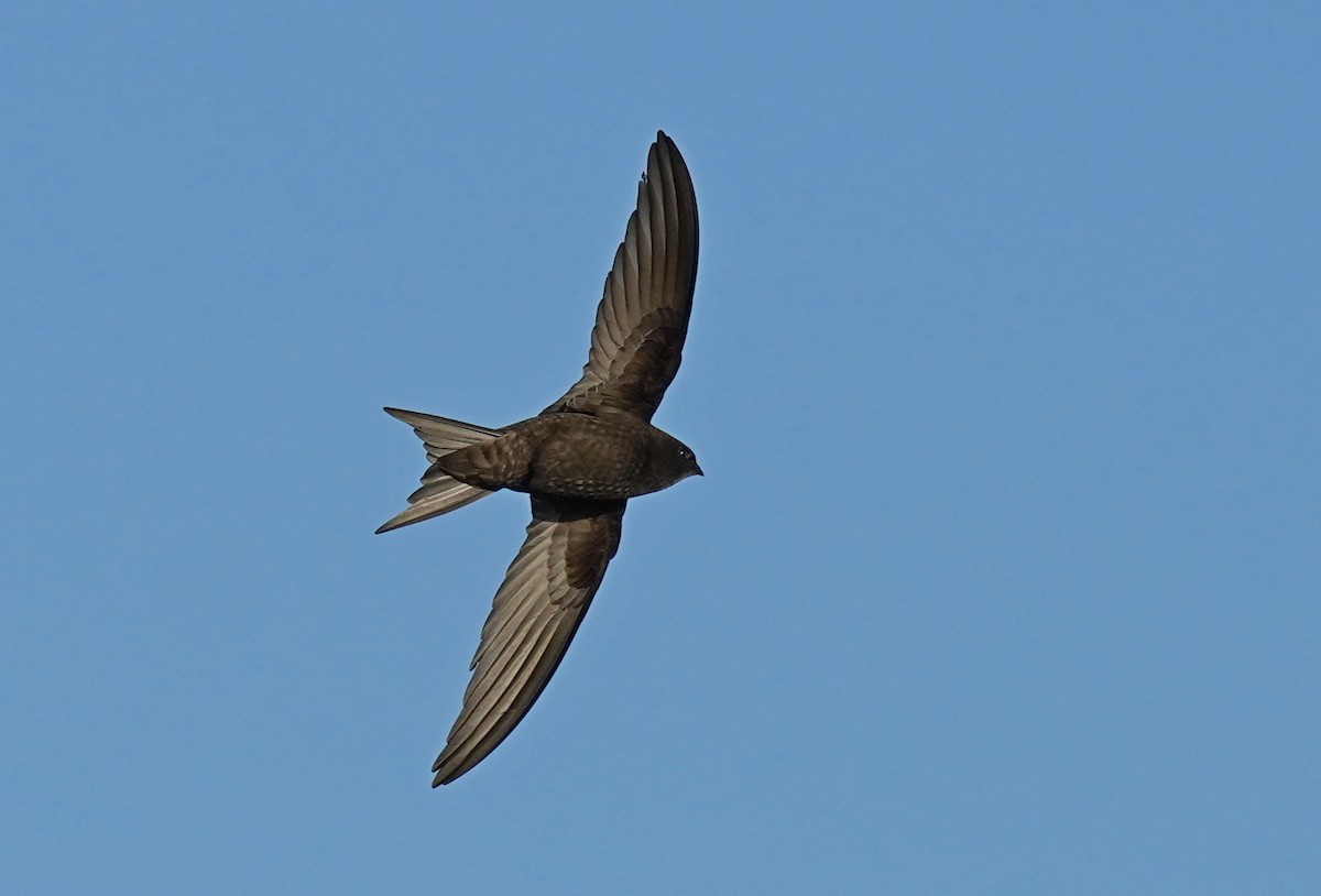 Common Swift - ML583226071