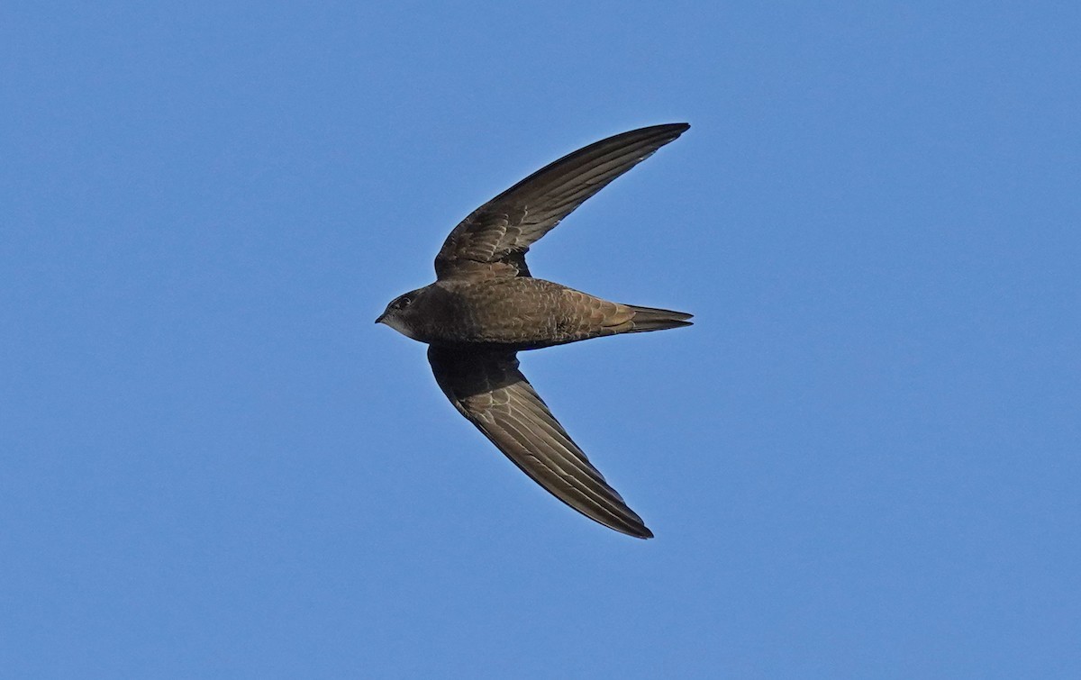 Common Swift - ML583226081