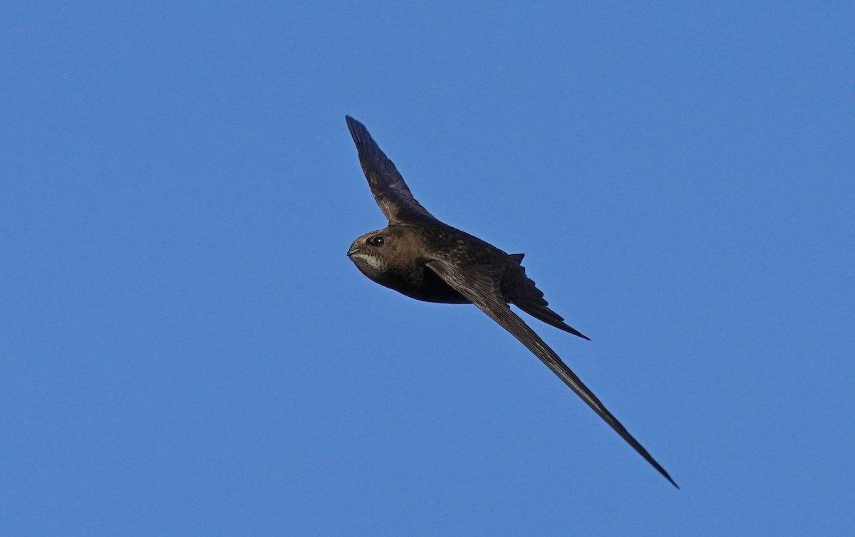 Common Swift - ML583226101