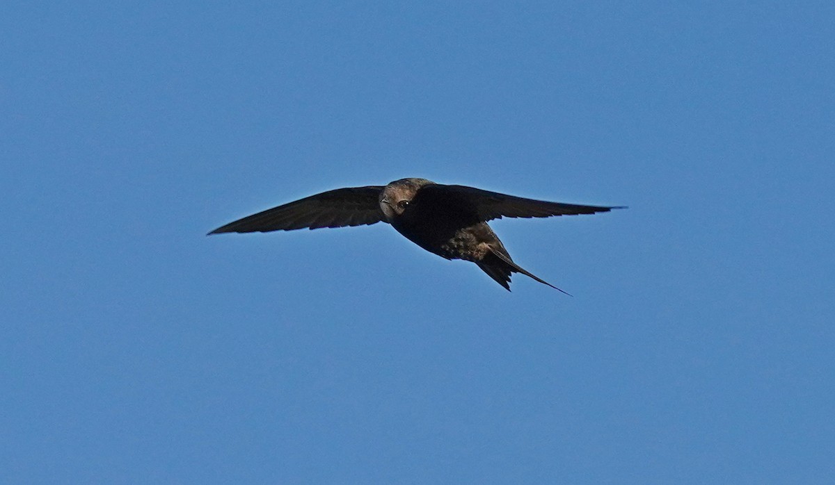 Common Swift - ML583226111