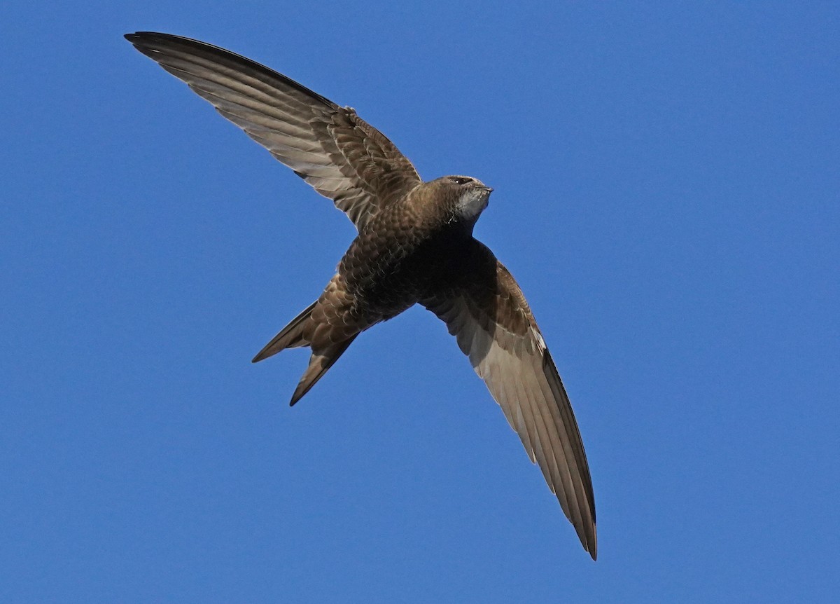 Common Swift - ML583226121