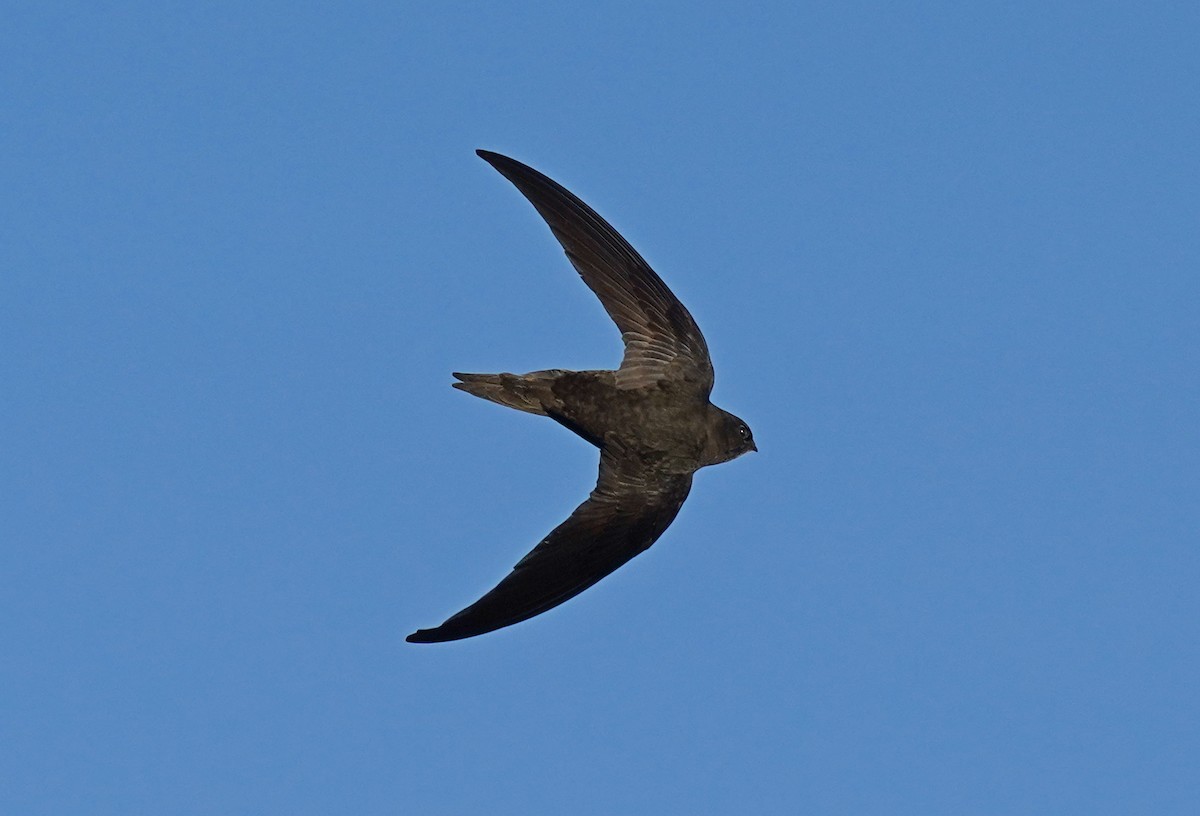 Common Swift - Bárbara Morais