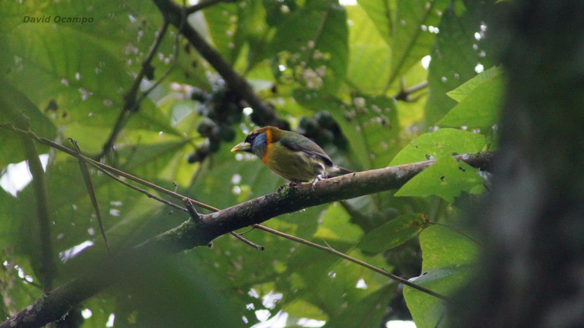 Red-headed Barbet - David  Ocampo