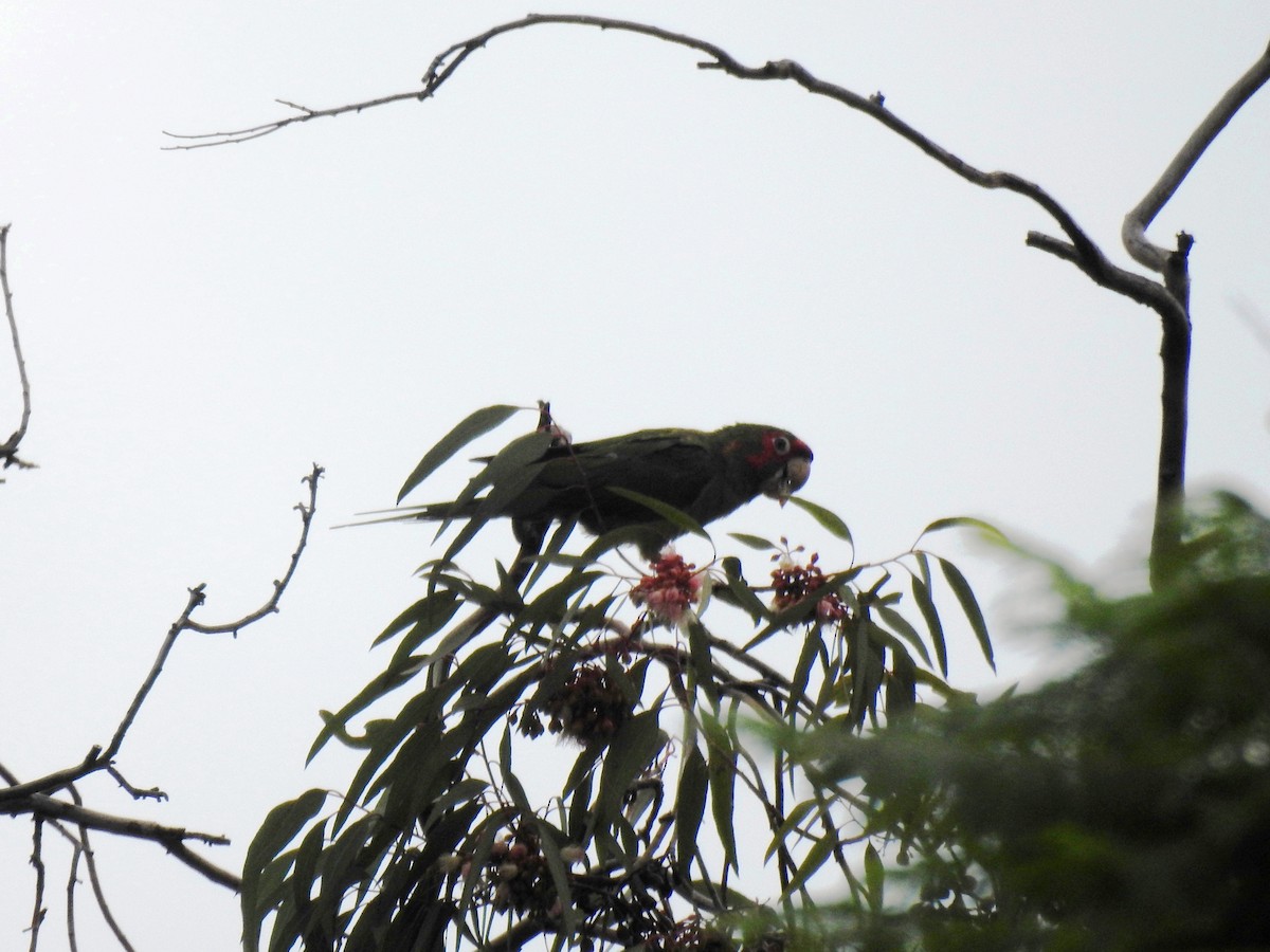 ボウシインコ属 - ML583227851
