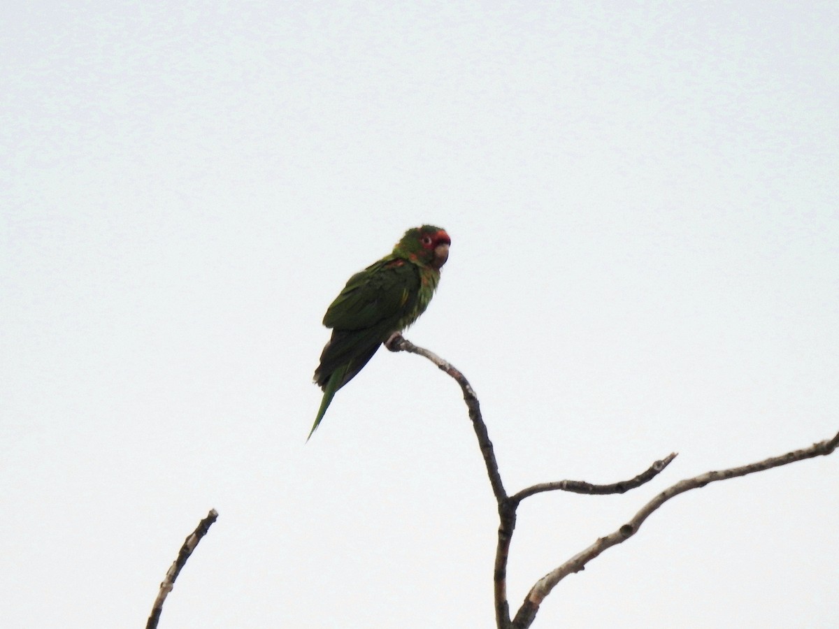 ボウシインコ属 - ML583227861