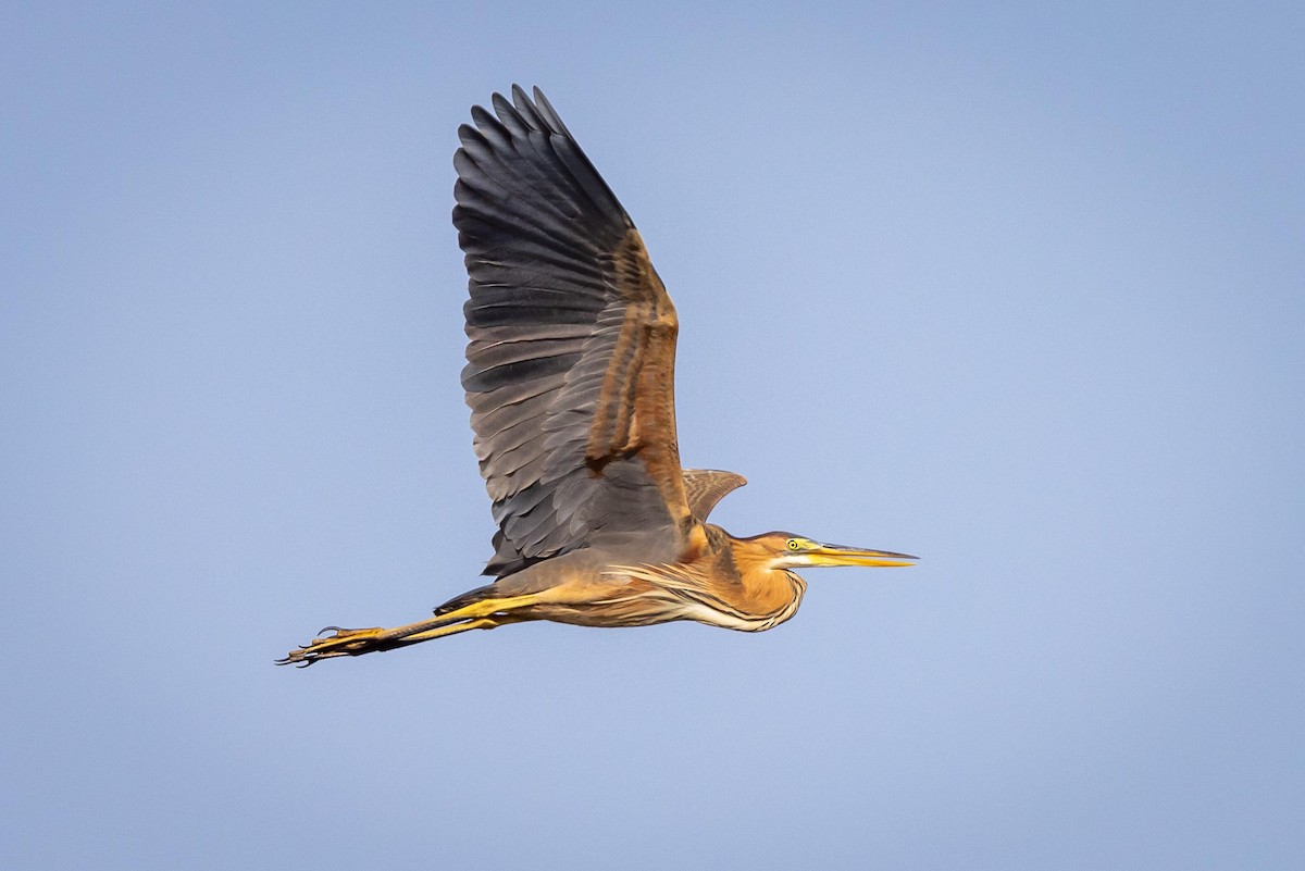 Purple Heron - ML583228251