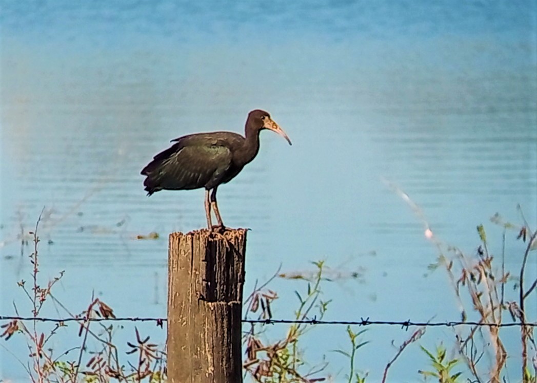 Bare-faced Ibis - ML583229261