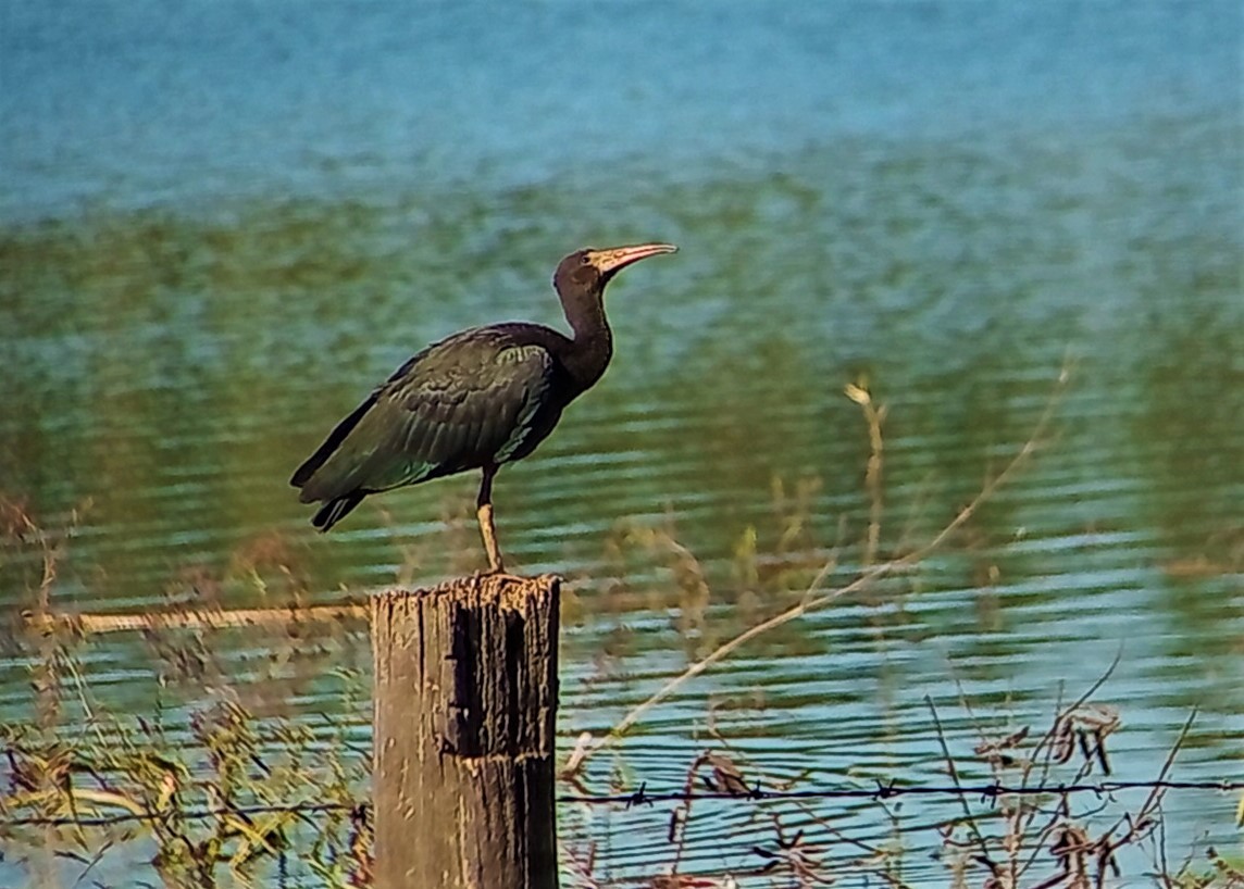 Bare-faced Ibis - ML583229271