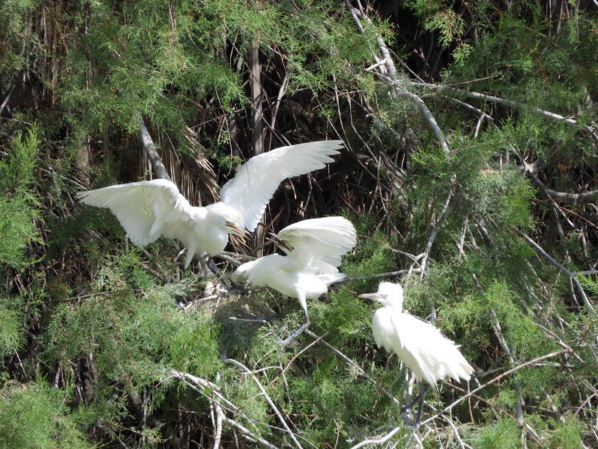 Western Cattle Egret - Miguel Hernández Santana