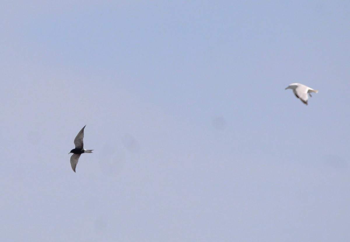 Black Tern - Jamie Klooster