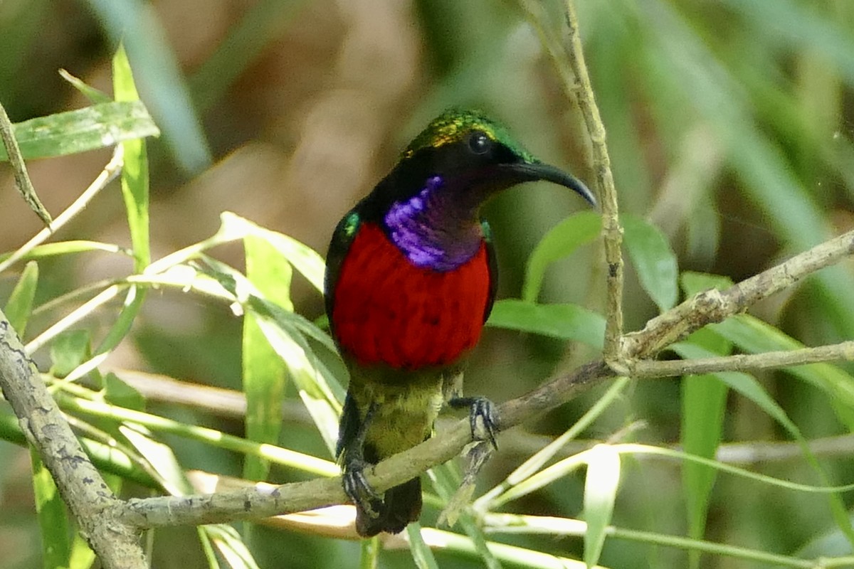 Purple-throated Sunbird - Peter Kaestner