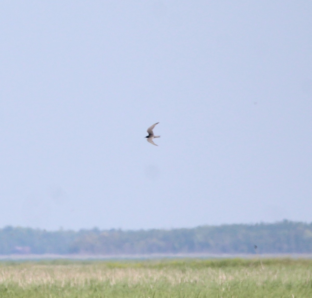 Black Tern - Jamie Klooster