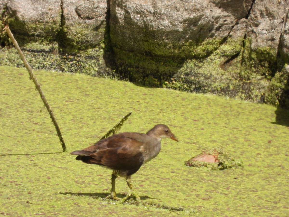 Eurasian Moorhen - ML583230351