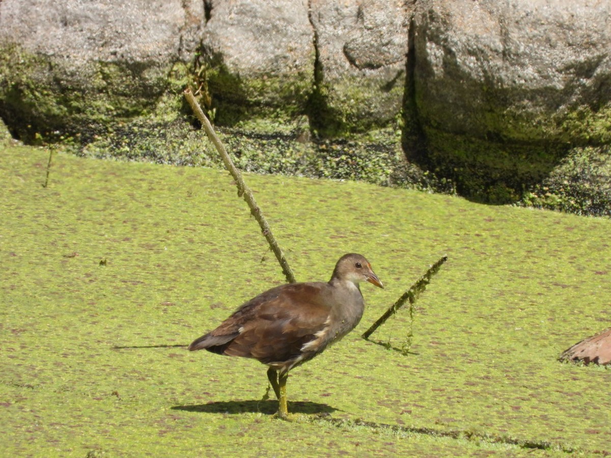 Eurasian Moorhen - ML583230371