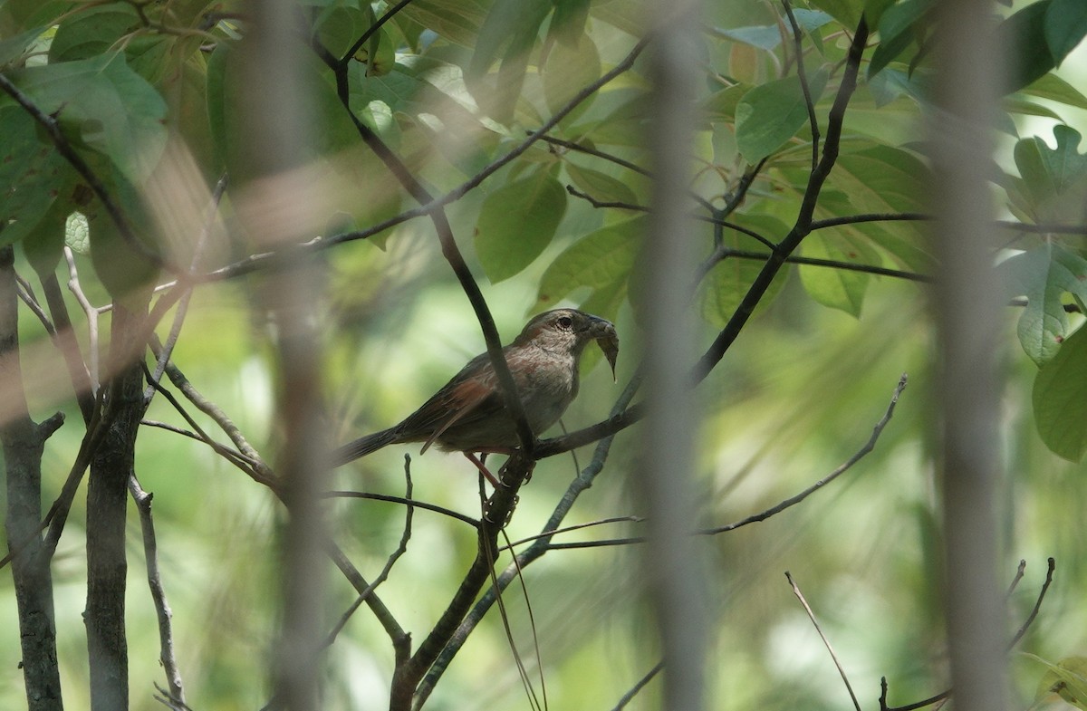 Bachman's Sparrow - David Schroder