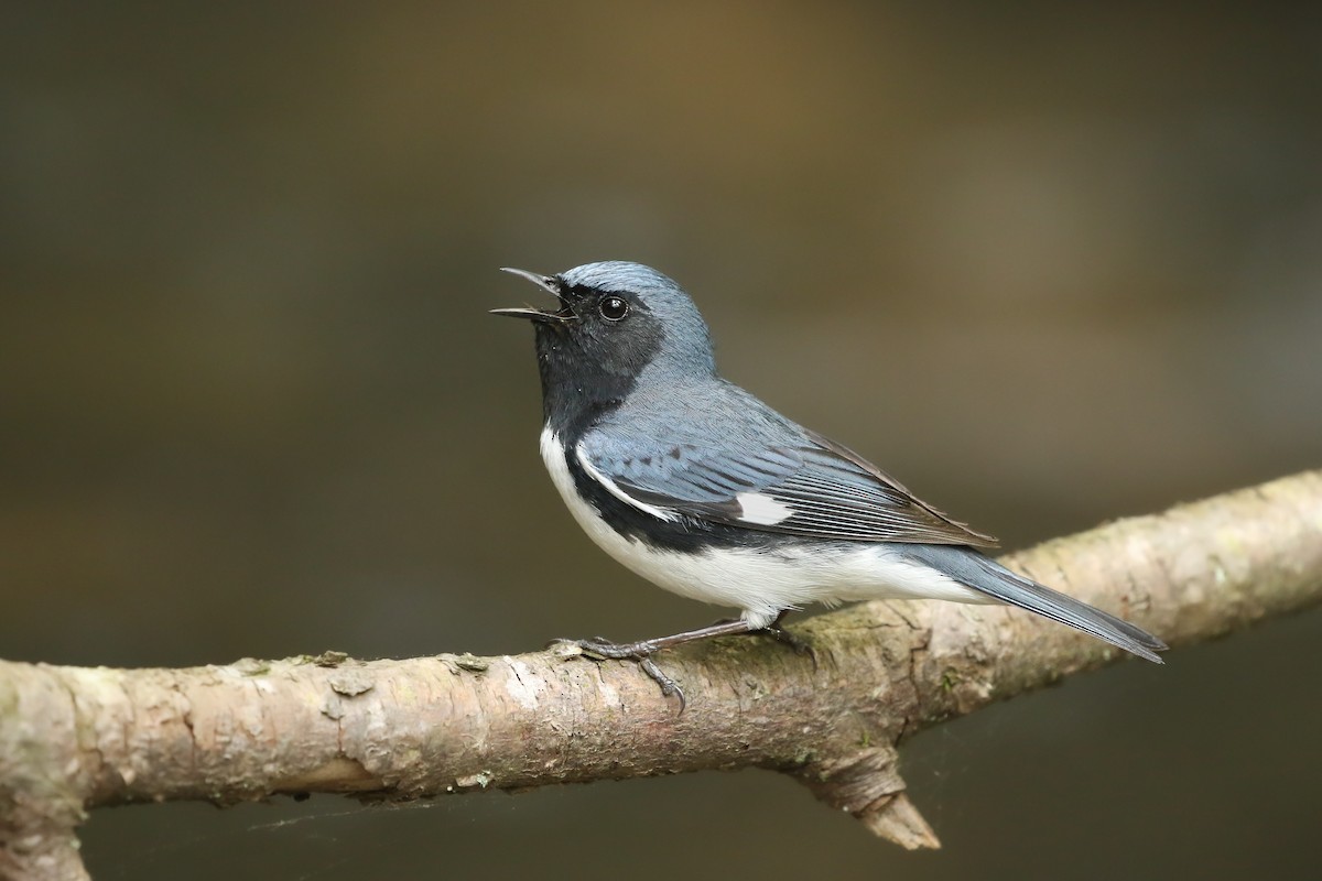 Black-throated Blue Warbler - ML583232201