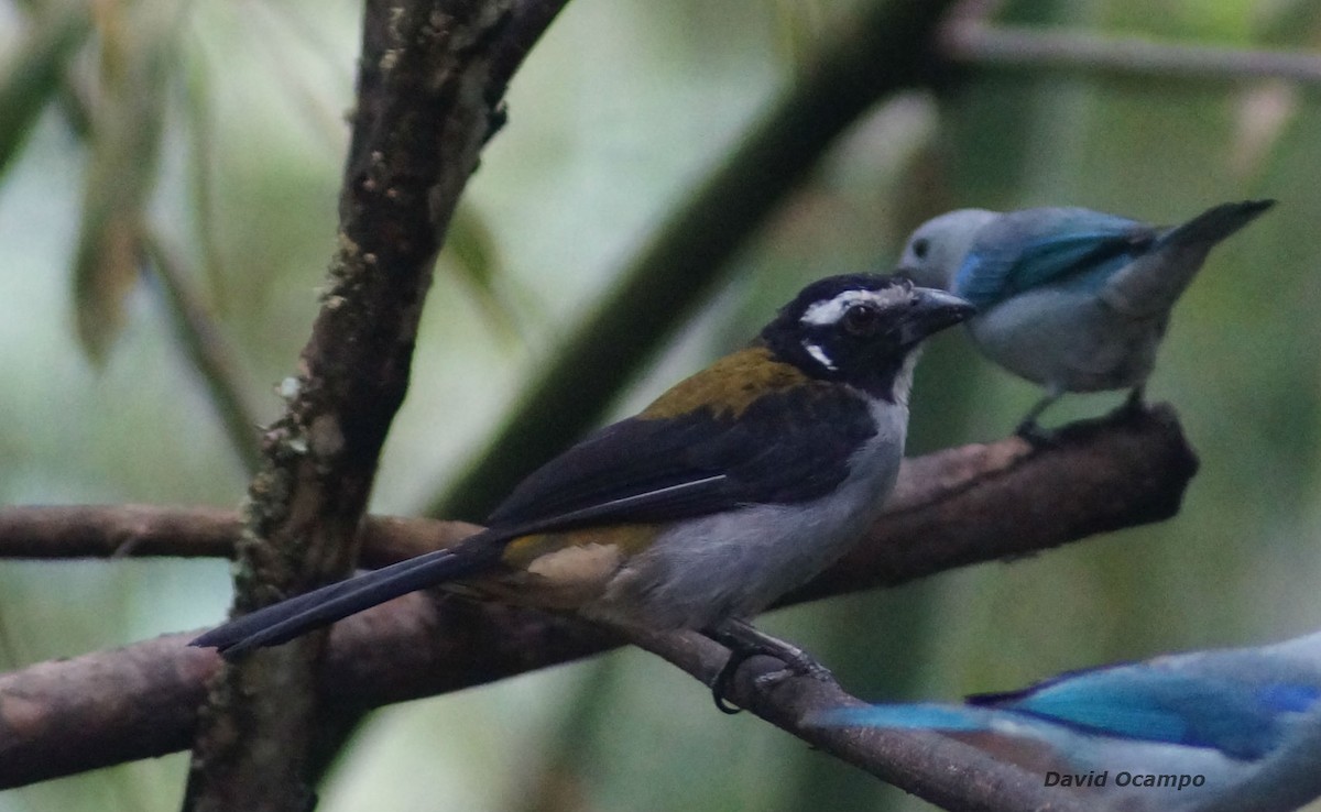 Black-winged Saltator - David  Ocampo