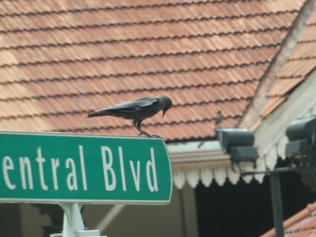 House Crow - ML58323361