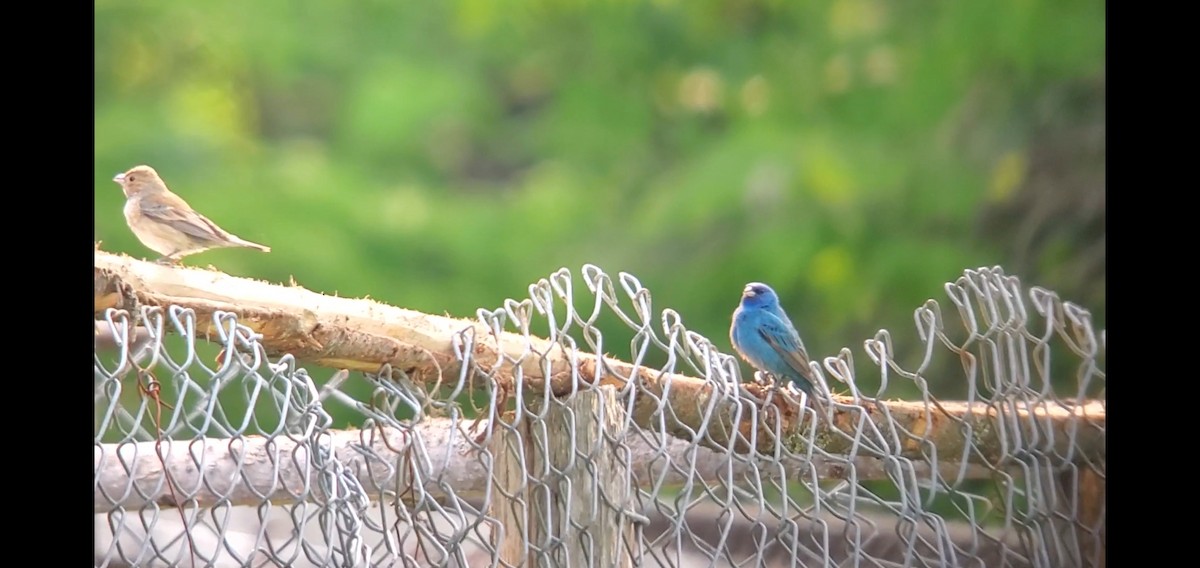 Indigo Bunting - ML583233721