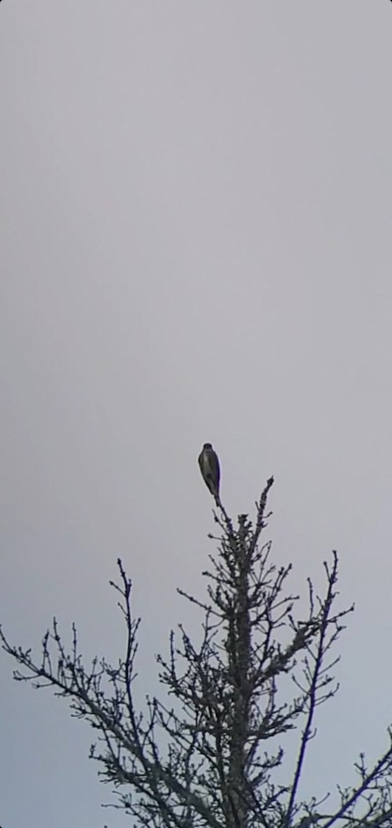 Olive-sided Flycatcher - ML583234781