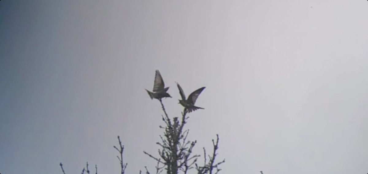 Olive-sided Flycatcher - ML583234791