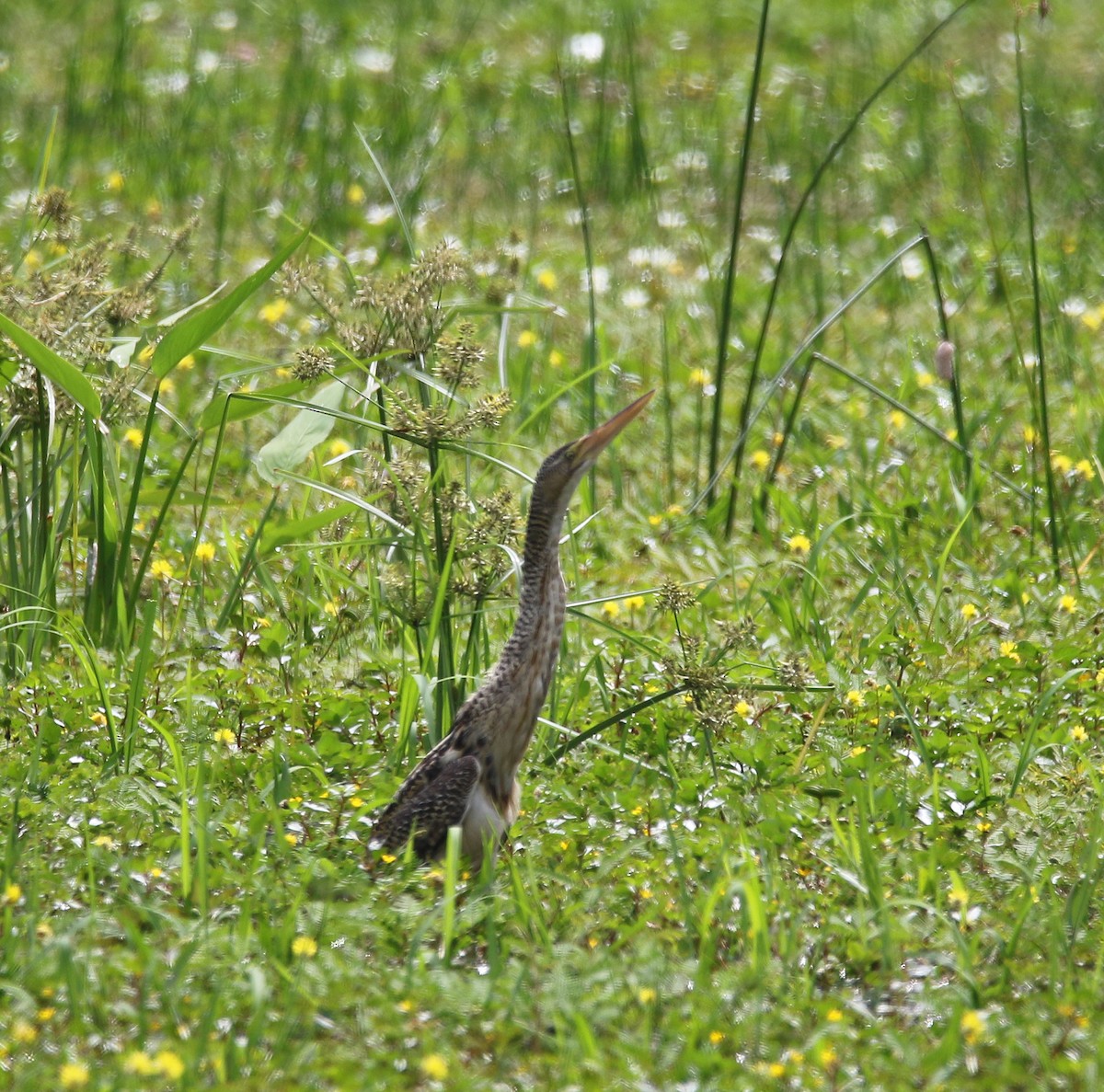 Pinnated Bittern - ML583236581