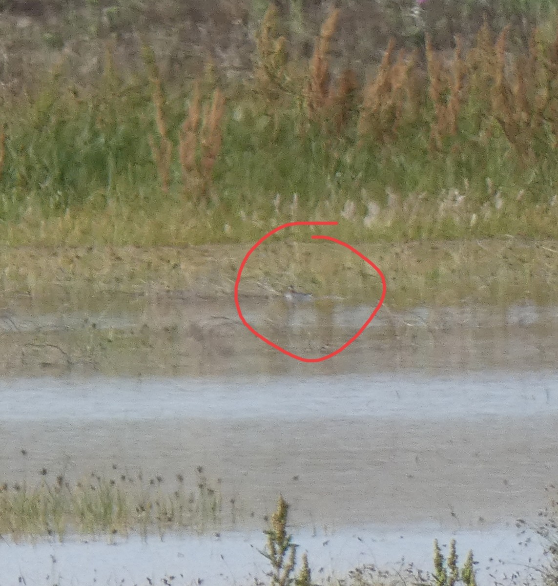 Red-necked Phalarope - ML583236701