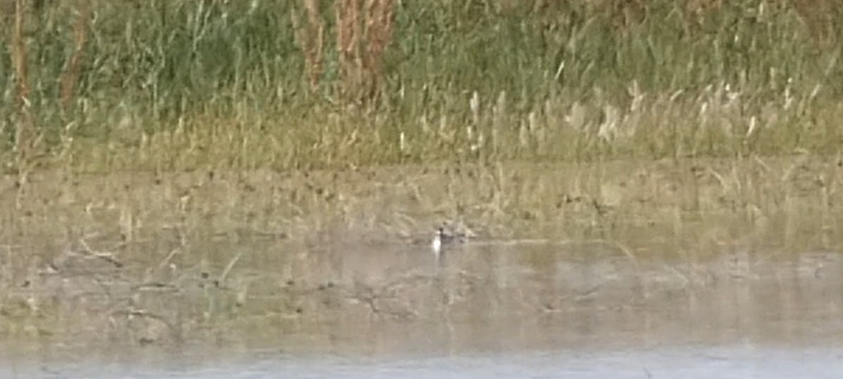 Red-necked Phalarope - ML583236721