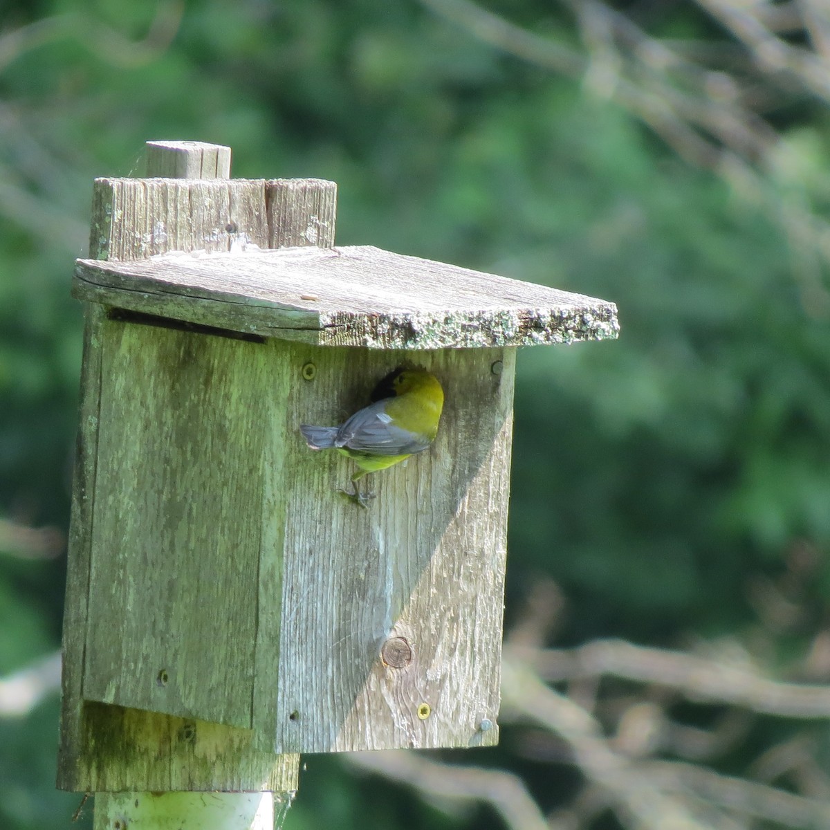Prothonotary Warbler - ML583236771