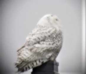 Snowy Owl - ML583237681