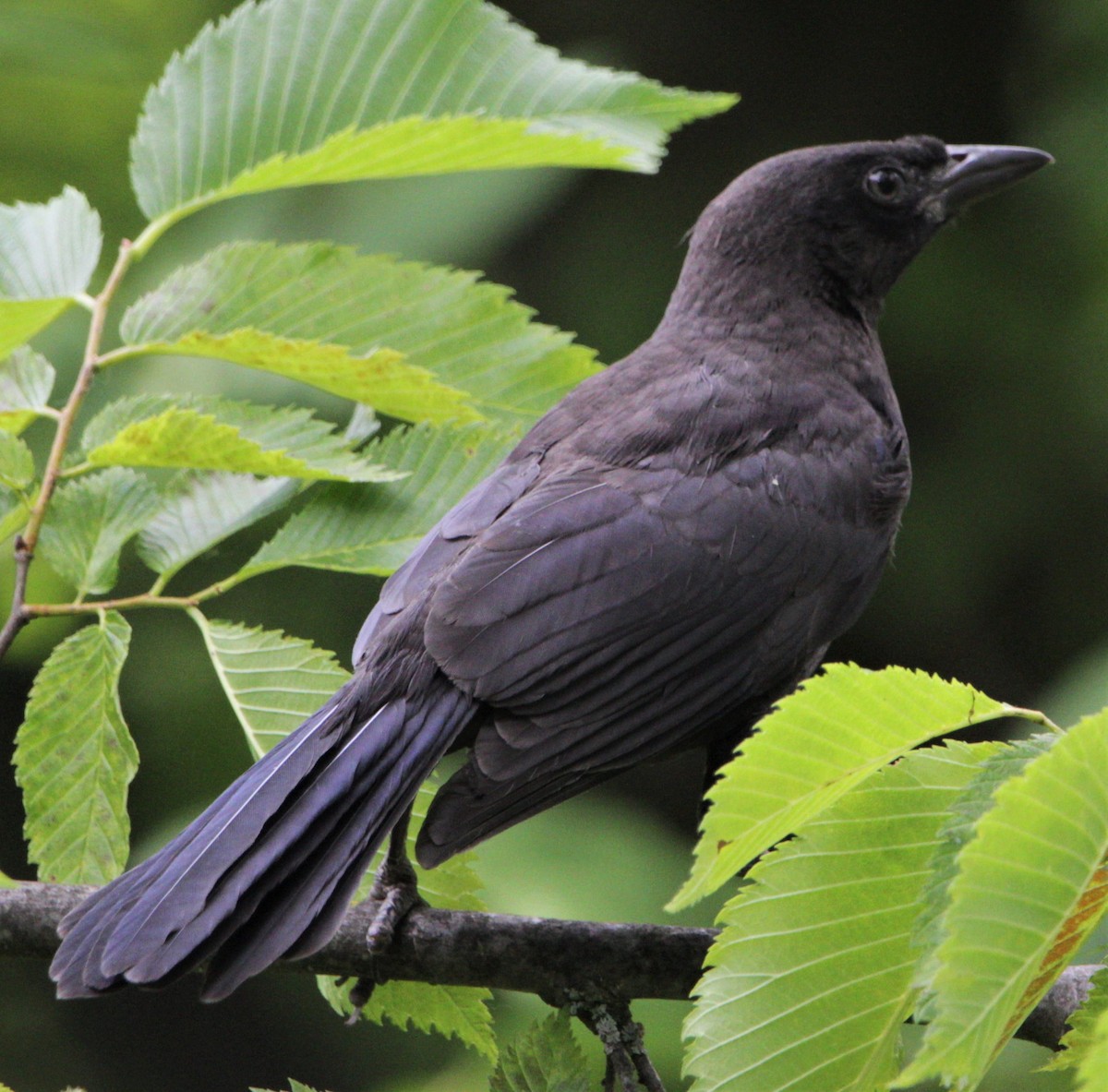 Quiscale bronzé - ML583237881