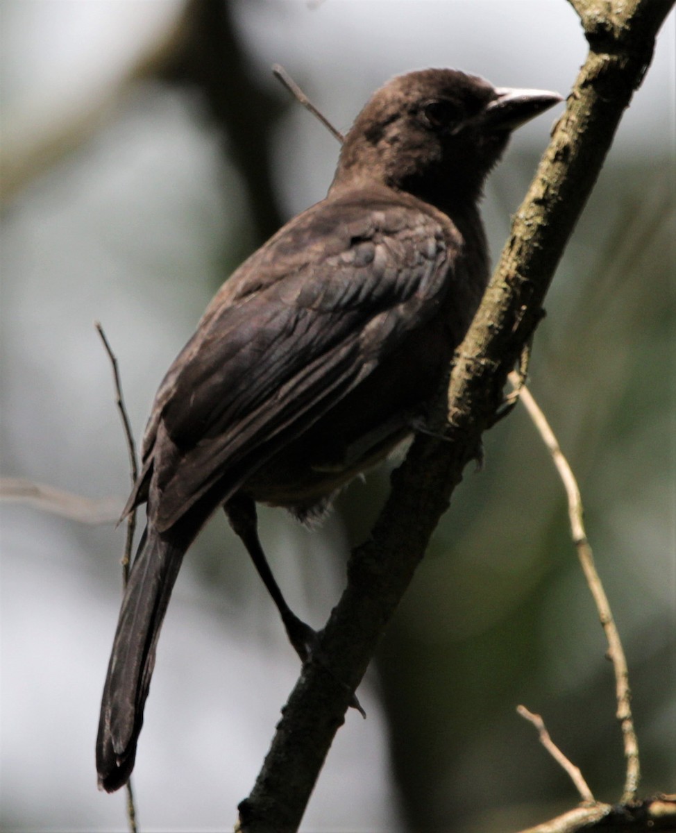 Quiscale bronzé - ML583237891