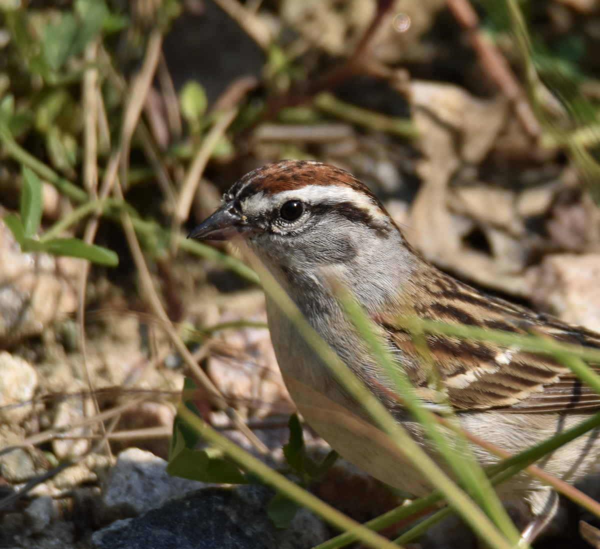 Chipping Sparrow - ML583239071