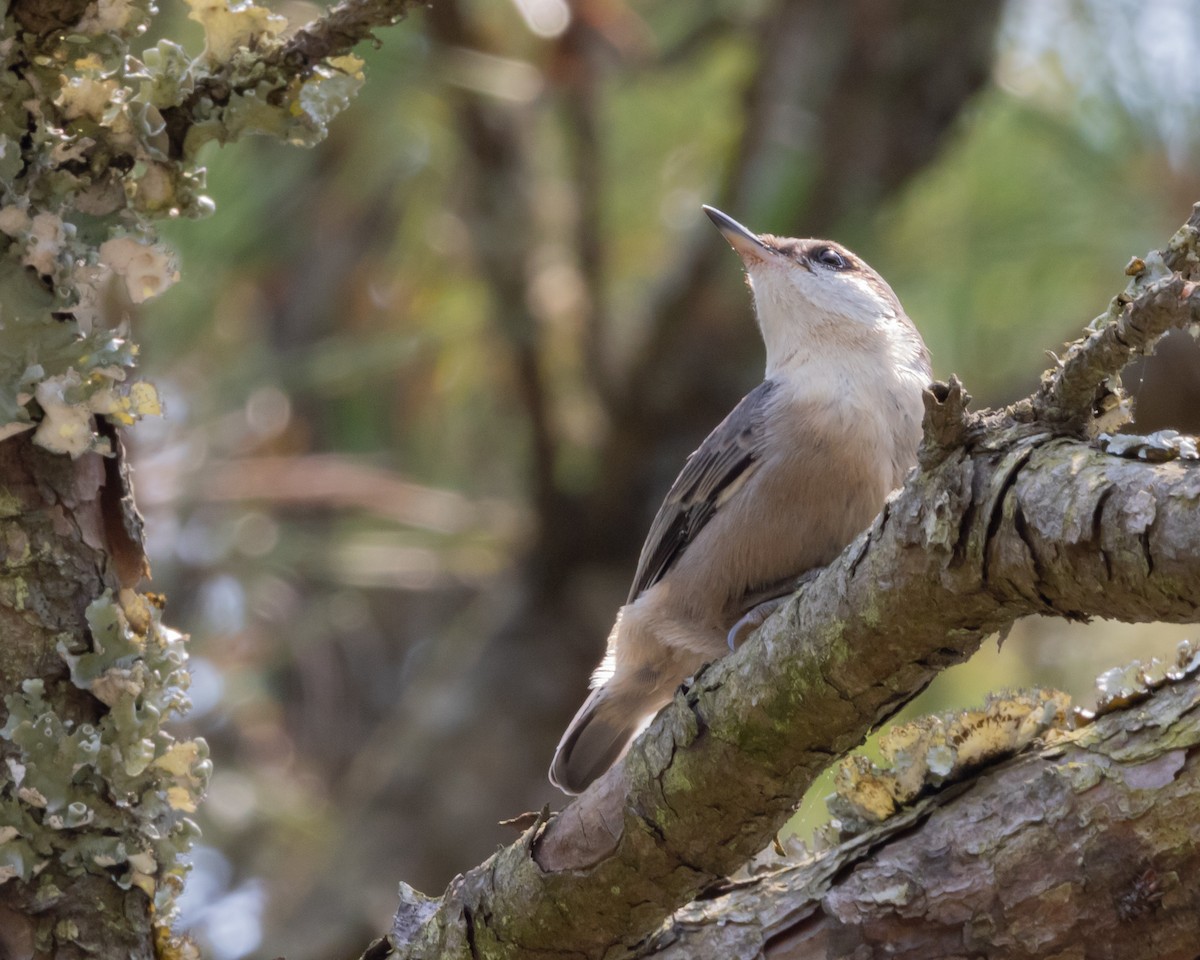 Brown-headed Nuthatch - ML583240621
