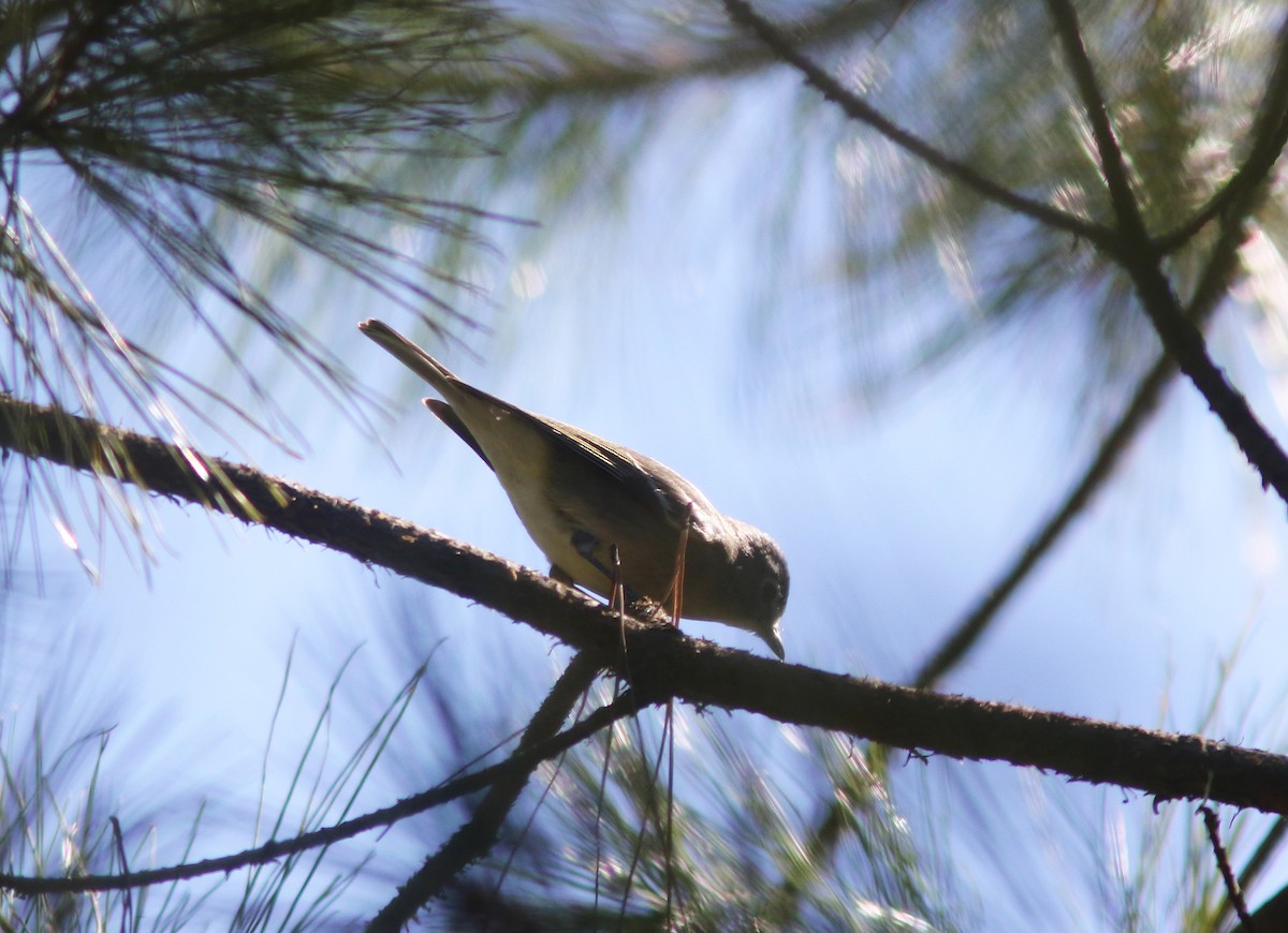 Kurşuni Vireo (plumbeus/gravis) - ML583242081