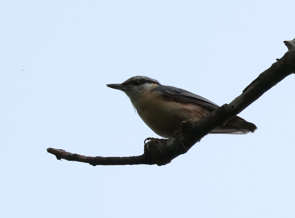 Eurasian Nuthatch - ML583242141