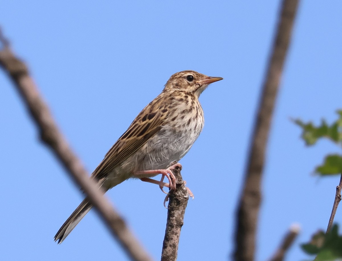 Tree Pipit - ML583242371