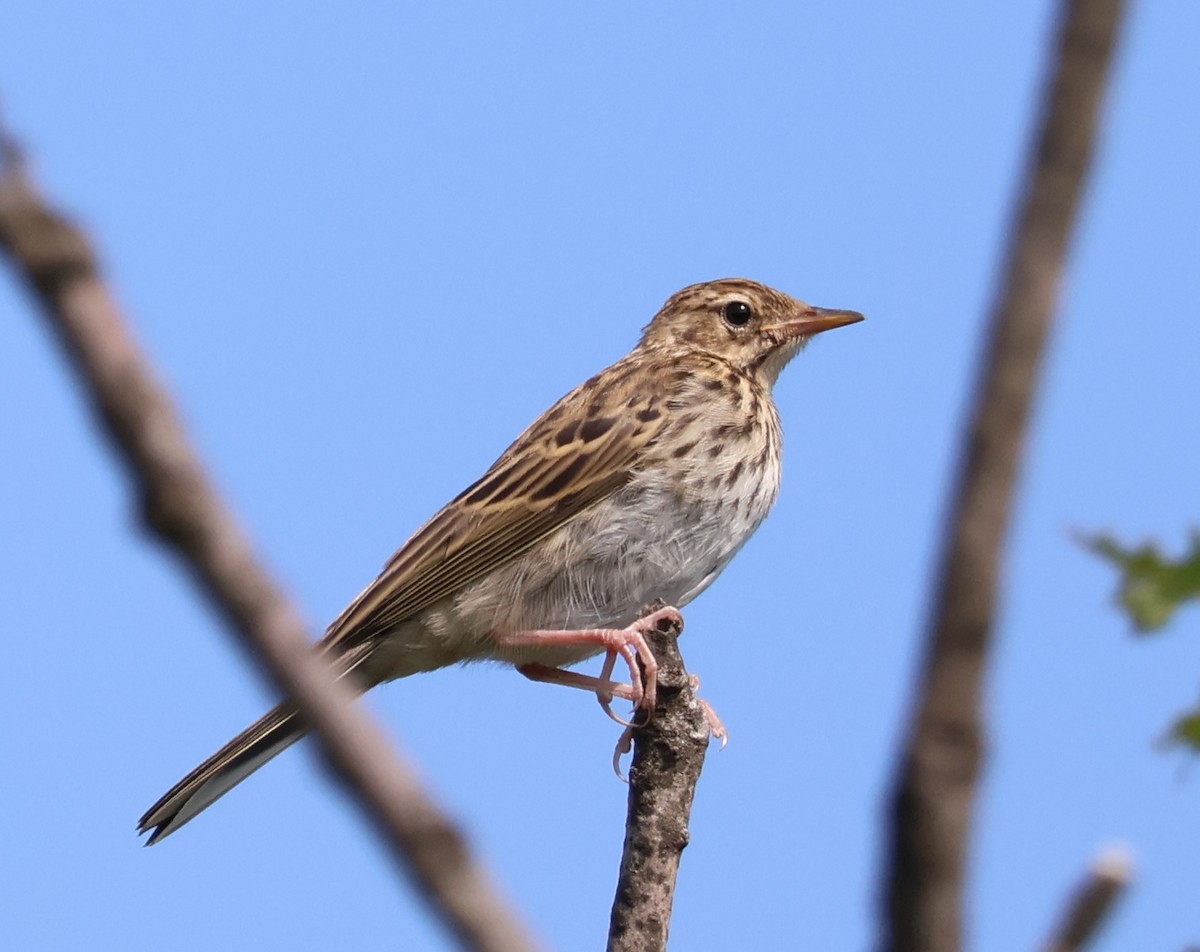 Tree Pipit - ML583242521