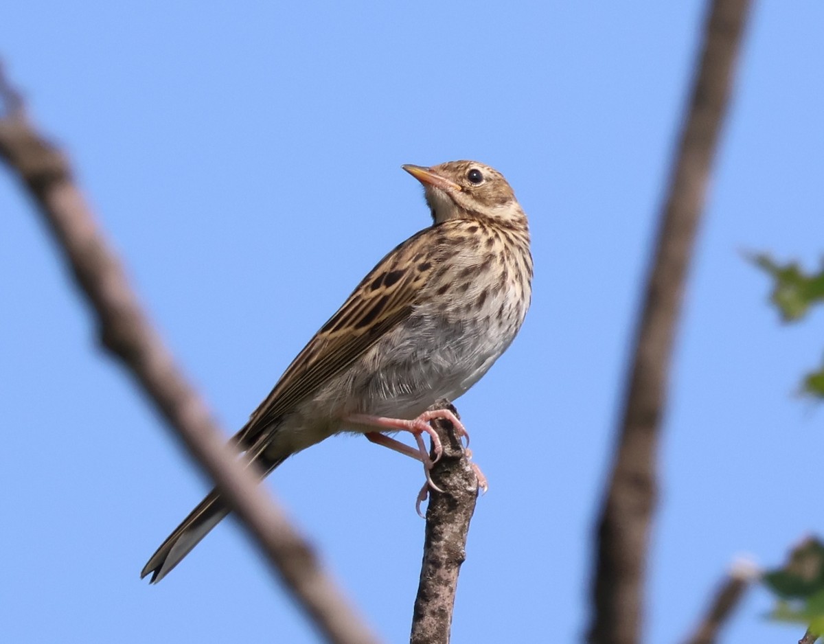 Tree Pipit - ML583242621