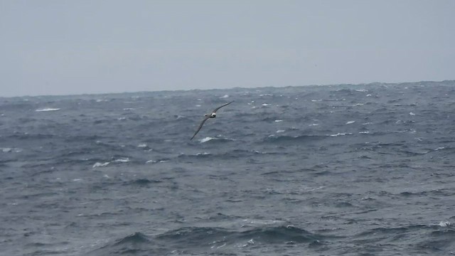 Light-mantled Albatross - ML583242721