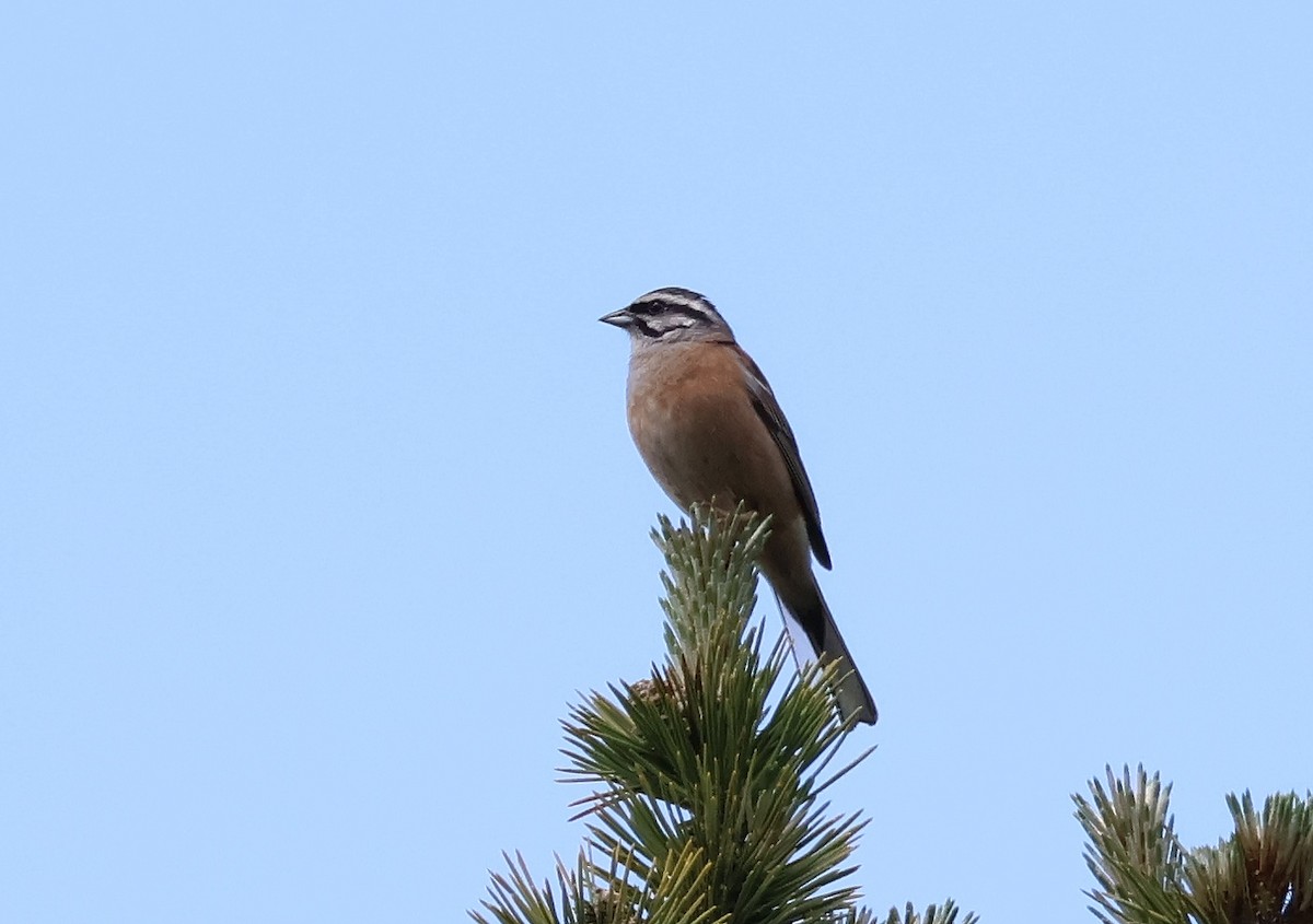 Rock Bunting - ML583242831