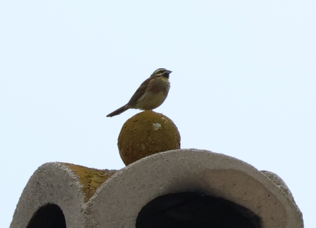 Cirl Bunting - ML583242951