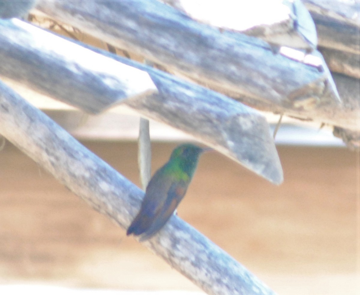 kolibřík mexický - ML583243011