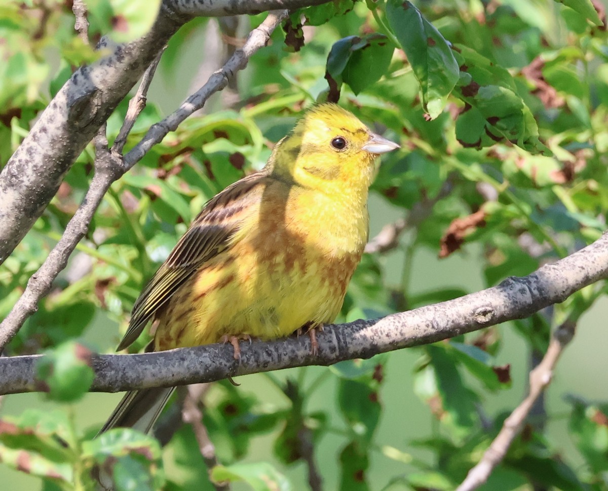 Yellowhammer - ML583243071