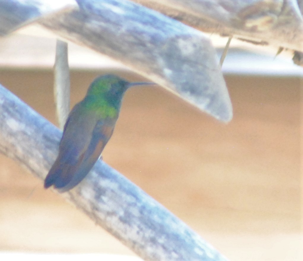 kolibřík mexický - ML583243121