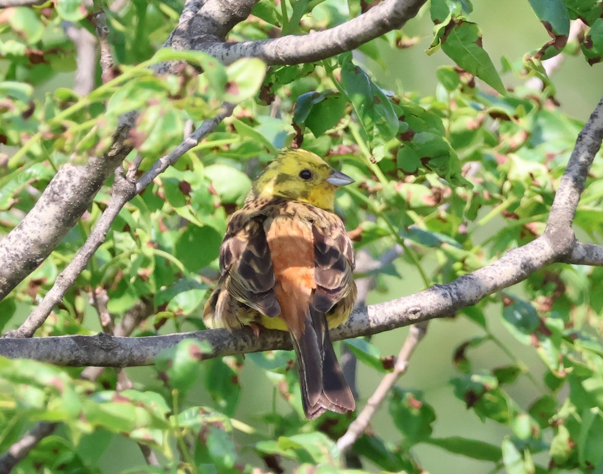 Yellowhammer - ML583243151