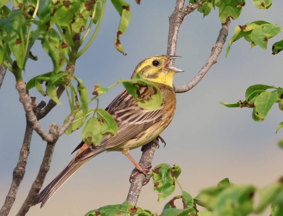 Yellowhammer - ML583243251