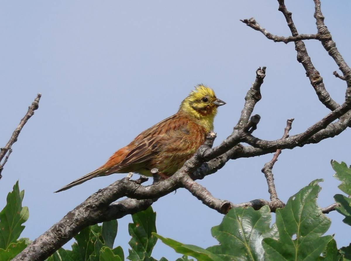 Yellowhammer - ML583243331