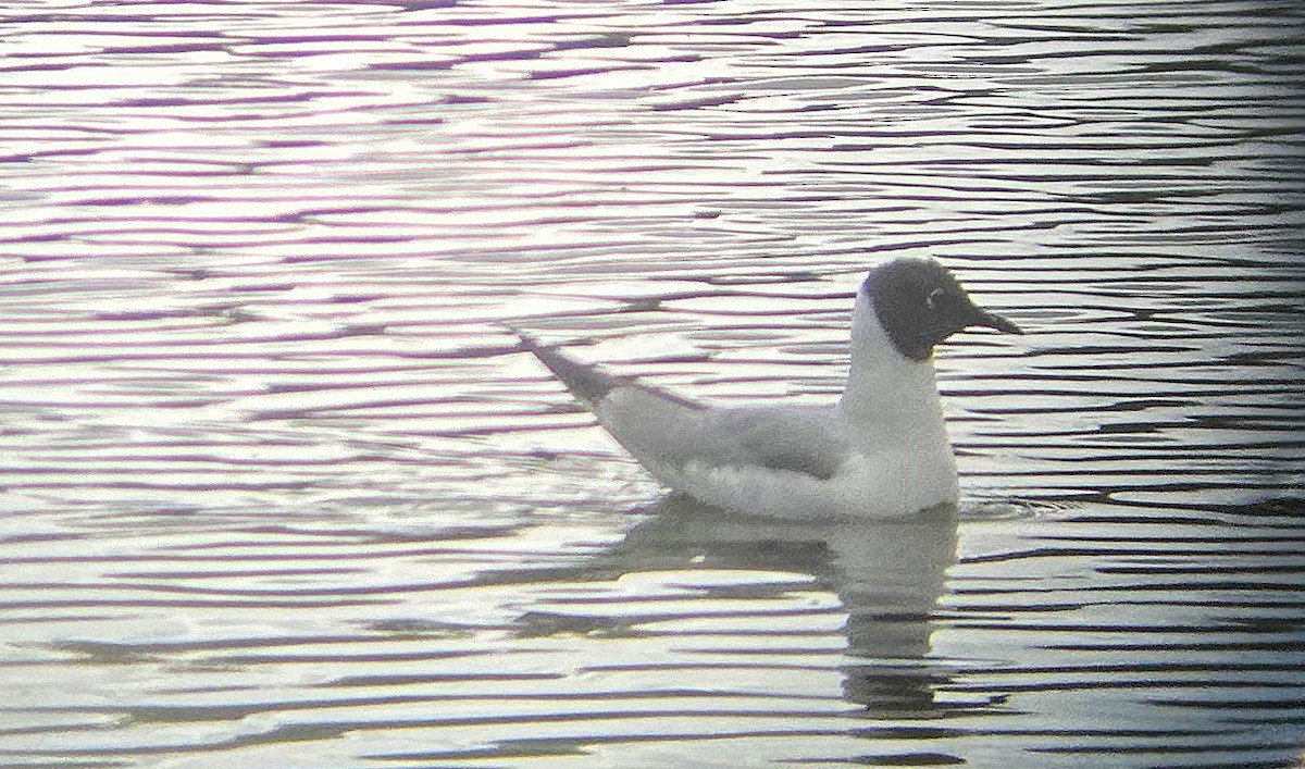 Bonaparte's Gull - ML583243401