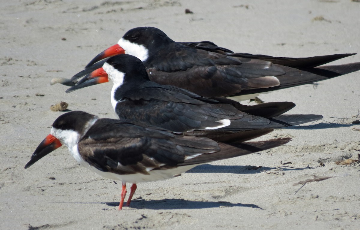 Black Skimmer - ML58324451